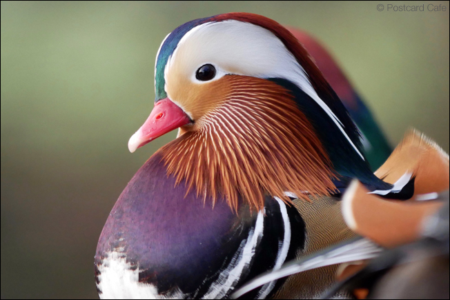 4. Mandarin Duck | Male |  Wire Mill Dam Sheffield |  © Postcard Cafe | SP1010848E